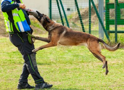 A training dog leaps and bites onto a tug toy held by a trainer wearing protective gear during an outdoor training session.